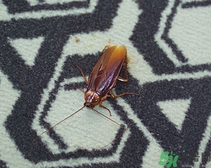 家里有蟑螂怎么辦能除根嗎？家里有蟑螂怎樣能徹底消滅？