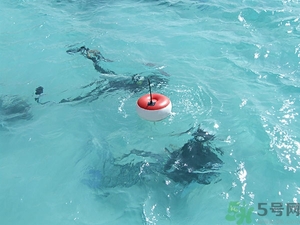 懷孕能浮潛嗎？什么人不適合潛水？