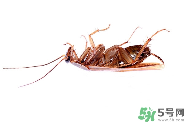 家里有蟑螂怎么辦能除根嗎？家里有蟑螂怎樣能徹底消滅？