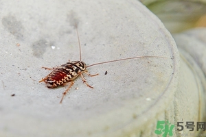 家里有蟑螂怎么辦能除根嗎？家里有蟑螂怎樣能徹底消滅？