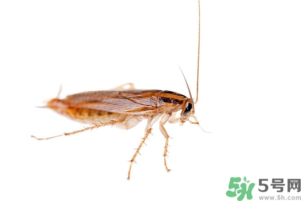 家里有蟑螂怎么辦能除根嗎？家里有蟑螂怎樣能徹底消滅？