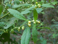 鹿活草是什么?鹿活草功效作用 鹿活草是什么?鹿活草功效作用