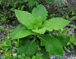 鹿活草是什么?鹿活草功效作用 鹿活草是什么?鹿活草功效作用