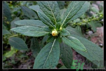 鹿活草多少錢？鹿活草有什么用？