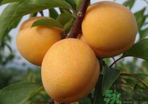 杏子沒熟可以吃嗎？吃了沒熟的杏子怎么辦？