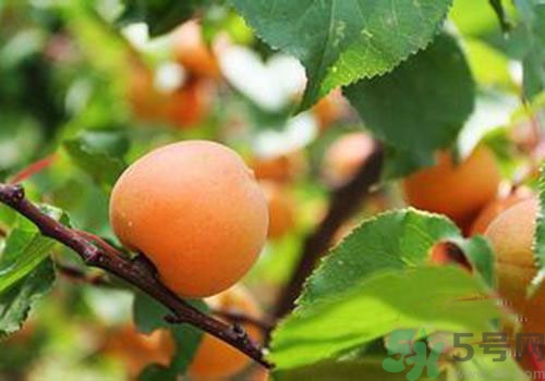 吃杏子胃脹胃痛是怎么回事？吃杏子胃脹胃痛怎么辦？