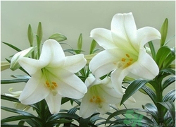 百合和什么一起煮湯好?百合可以煮什么湯好 百合和什么一起煮湯好?百合可以煮什么湯好