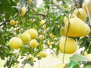 柚子的瓤是紅色正常嗎？柚子里面是紅色的能吃嗎？