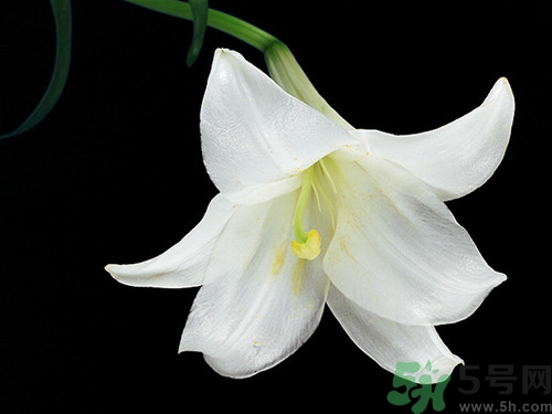 干百合和新鮮百合哪個好?干百合和新鮮百合的區(qū)別 干百合和新鮮百合哪個好?干百合和新鮮百合的區(qū)別