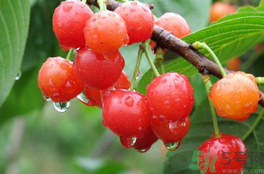 櫻桃變軟了還能吃嗎?櫻桃變軟了可以吃嗎? 櫻桃變軟了還能吃嗎?櫻桃變軟了可以吃嗎?