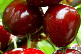 櫻桃變黑了還能吃嗎?櫻桃變黑了可以吃嗎? 櫻桃變黑了還能吃嗎?櫻桃變黑了可以吃嗎?