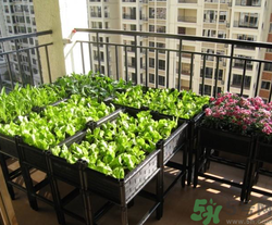 如何用A4紙種菜?A4紙種菜有毒嗎 如何用A4紙種菜?A4紙種菜有毒嗎