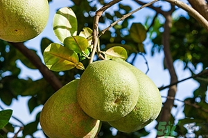 柚子去火嗎？上火能吃柚子嗎？