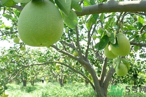 柚子的瓤是紅色正常嗎？柚子里面是紅色的能吃嗎？