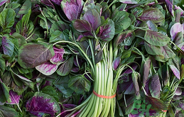 漢菜不能和什么一起吃?漢菜和什么相克? 漢菜不能和什么一起吃?漢菜和什么相克?