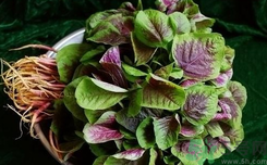 漢菜可以涼拌吃嗎?涼拌漢菜的做法 漢菜可以涼拌吃嗎?涼拌漢菜的做法