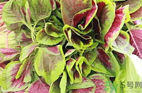 漢菜可以涼拌吃嗎?涼拌漢菜的做法 漢菜可以涼拌吃嗎?涼拌漢菜的做法