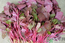 莧菜可以和牛肉一起吃嗎?莧菜能和牛肉同吃嗎? 莧菜可以和牛肉一起吃嗎?莧菜能和牛肉同吃嗎?