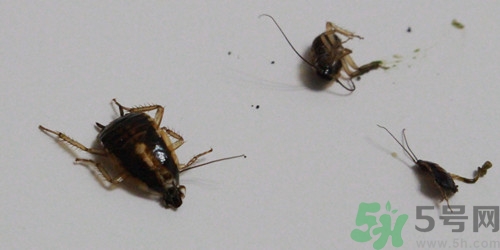家里有很多小飛蟲怎么辦?家里的小飛蟲怎么滅 家里有很多小飛蟲怎么辦?家里的小飛蟲怎么滅