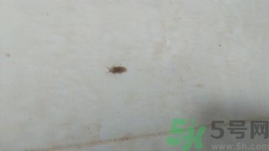 家里有很多小飛蟲怎么辦?家里的小飛蟲怎么滅 家里有很多小飛蟲怎么辦?家里的小飛蟲怎么滅