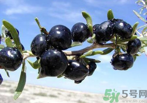 黑枸杞怎么辨別真假？怎么挑選黑枸杞？