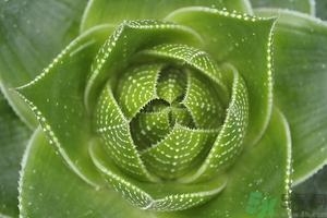 便秘能吃蘆薈嗎？蘆薈能吸收輻射嗎？