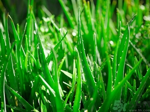 便秘能吃蘆薈嗎？蘆薈能吸收輻射嗎？