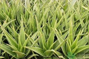 便秘能吃蘆薈嗎？蘆薈能吸收輻射嗎？