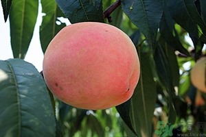 變軟的桃子能吃嗎？桃子軟了還能吃嗎？