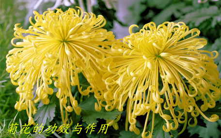 菊花茶買大的好還是小的好 菊花茶買什么牌子好