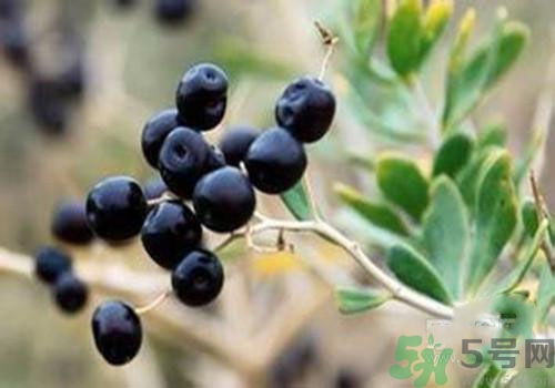黑枸杞可以壯陽(yáng)嗎？黑枸杞壯陽(yáng)效果怎么樣？