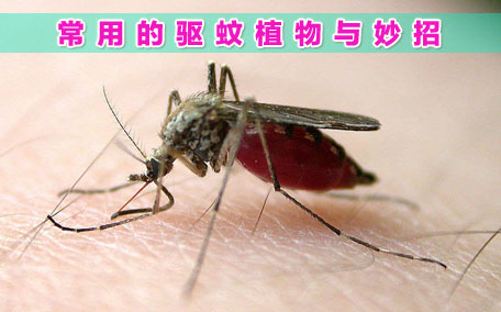 蚊香可以殺死小飛蟲嗎 蚊香可以殺死蒼蠅嗎