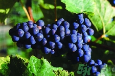 葡萄種植的基本流程？葡萄種植的方法？