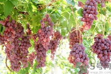 葡萄種植的基本流程？葡萄種植的方法？