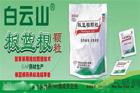 感冒了吃板藍(lán)根有效嗎？感冒了吃板藍(lán)根有用嗎？