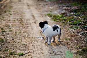 狗可以吃夏威夷果嗎？小狗吃夏威夷果會(huì)怎樣？
