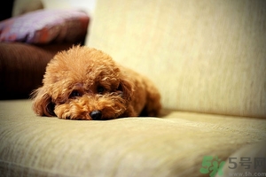 狗可以吃夏威夷果嗎？小狗吃夏威夷果會(huì)怎樣？