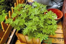 驅蚊草可以驅蚊嗎？驅蚊草有用嗎？