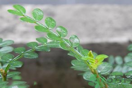 驅蚊草可以驅蚊嗎？驅蚊草有用嗎？