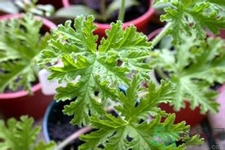 驅(qū)蚊草可以驅(qū)蚊嗎？驅(qū)蚊草有用嗎？