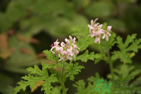 驅(qū)蚊草對寶寶有害嗎？驅(qū)蚊草對寶寶有影響嗎？