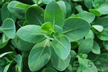 驅(qū)蚊草孕婦可以聞嗎？驅(qū)蚊草對孕婦有害嗎？