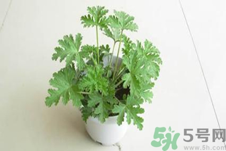 驅(qū)蚊草孕婦可以聞嗎？驅(qū)蚊草對(duì)孕婦有害嗎？