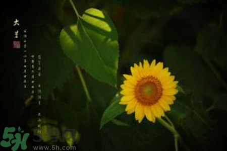 大暑吃什么水果？大暑吃什么水果養(yǎng)生？