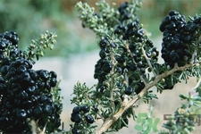 黑枸杞小孩可以吃嗎？黑枸杞小孩吃有什么好處？