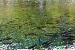 洪水里的魚能吃嗎？洪水里的魚可不可以吃？