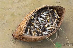 洪水里的魚能吃嗎？洪水里的魚可不可以吃？