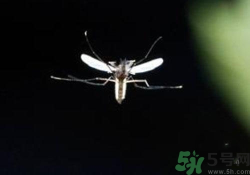 裂谷熱病怎么治？裂谷熱病的癥狀有哪些？