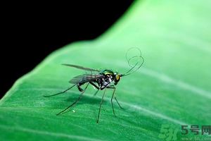 小飛蟲怎么消滅？小飛蟲怎么生出來的？