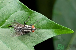 小飛蟲怎么消滅？小飛蟲怎么生出來的？